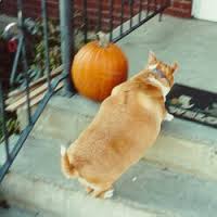 Obesity in Dogs and a Low Fat Diet